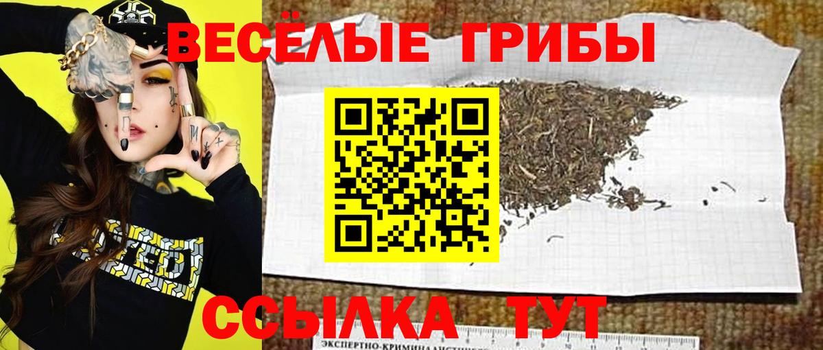 Псилоцибиновые грибы GOLDEN TEACHER  Псилоцибиновые грибы Cubensis  Сочи  Вход с VPN 